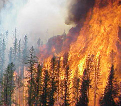 Large wildfire