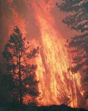 Huge forest crown fire